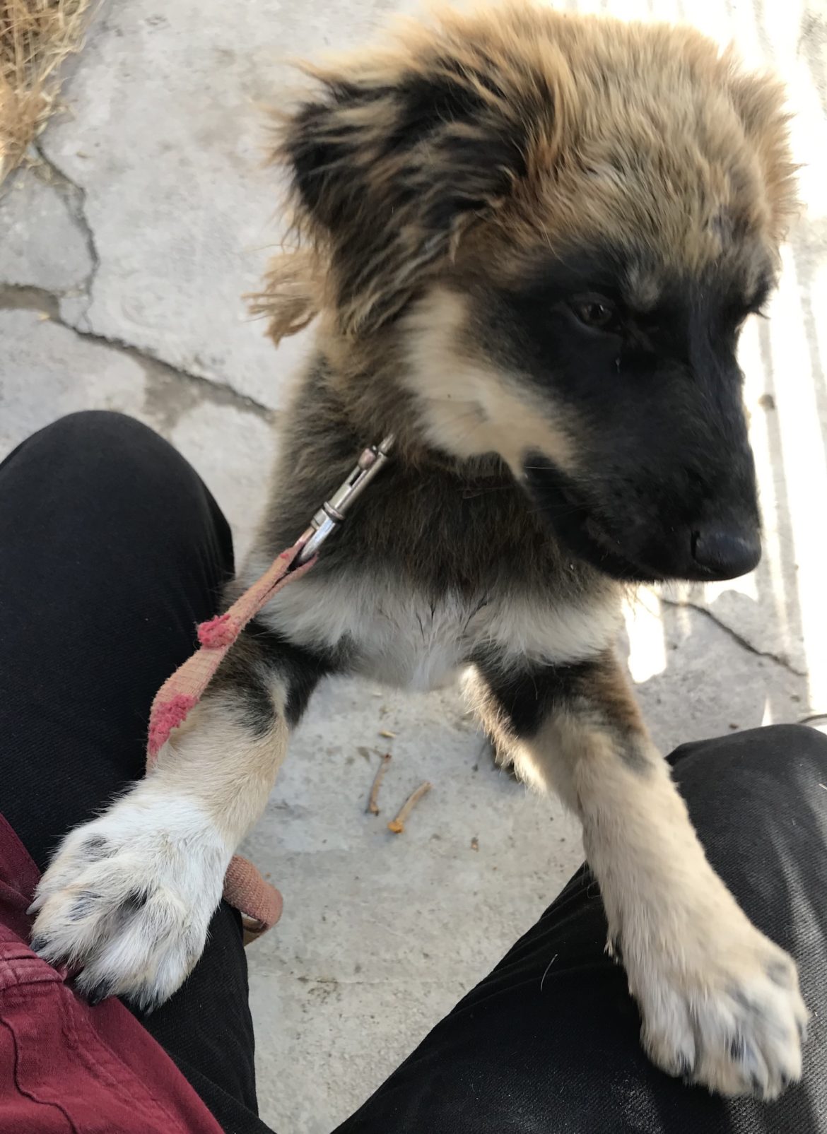 دوستی من و براونی