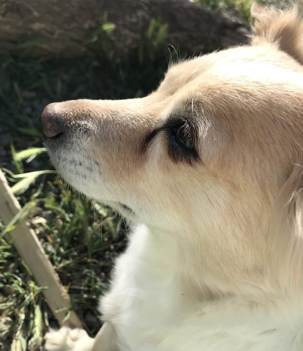 می‌دوم و می‌نویسم!