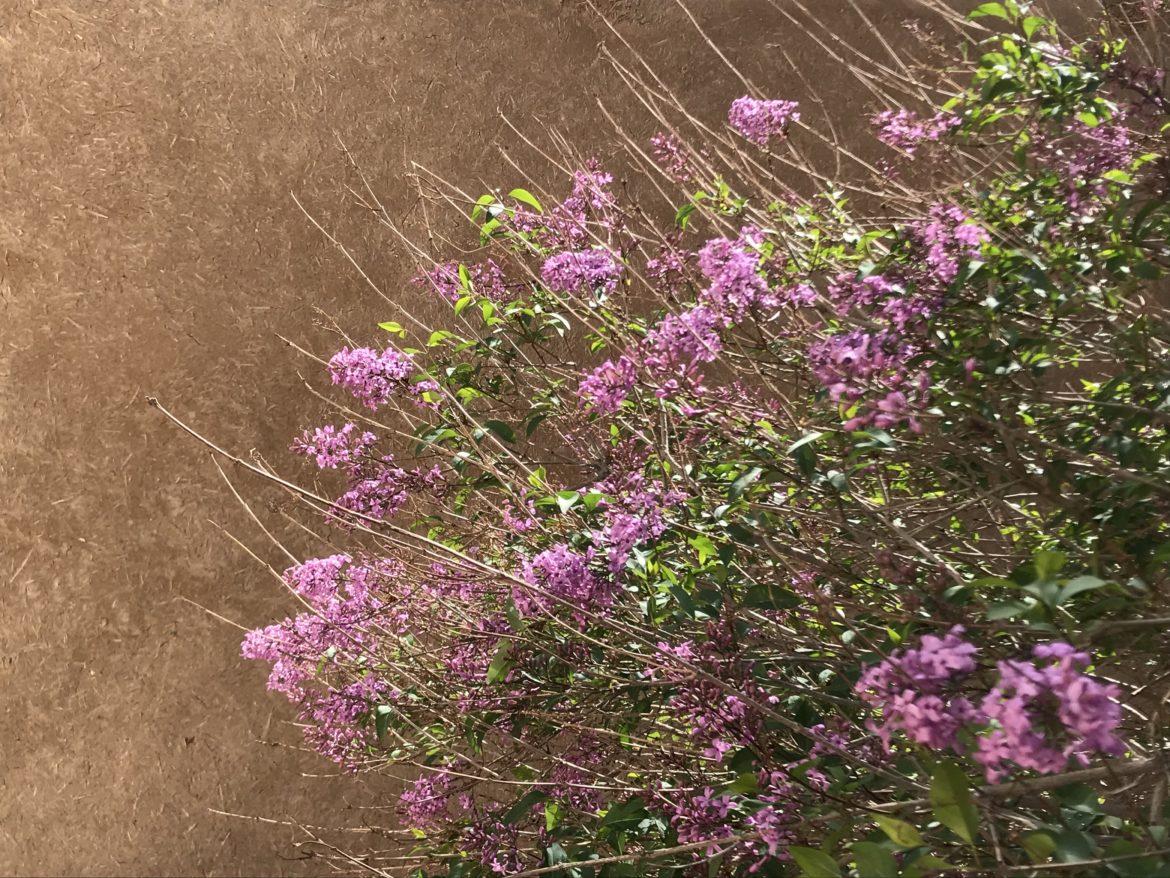 و زندگی پیروز می‌شود…