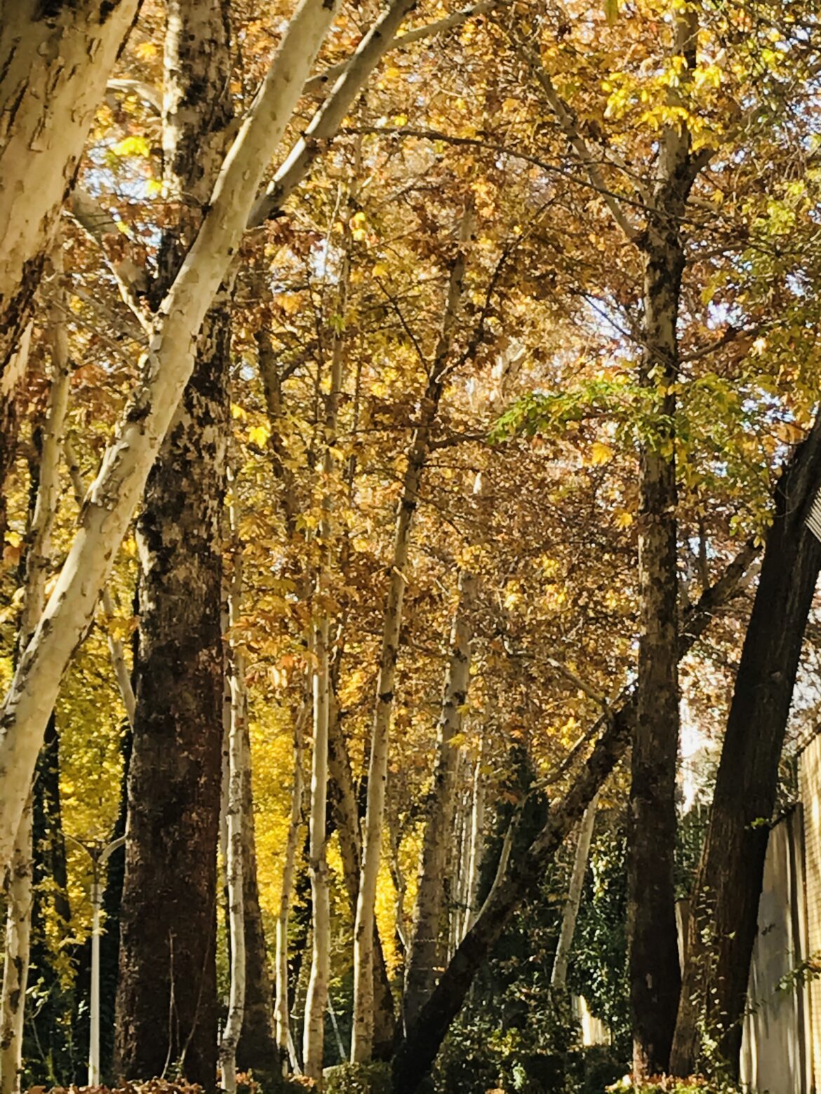 آسمان تو چه رنگ است امروز؟