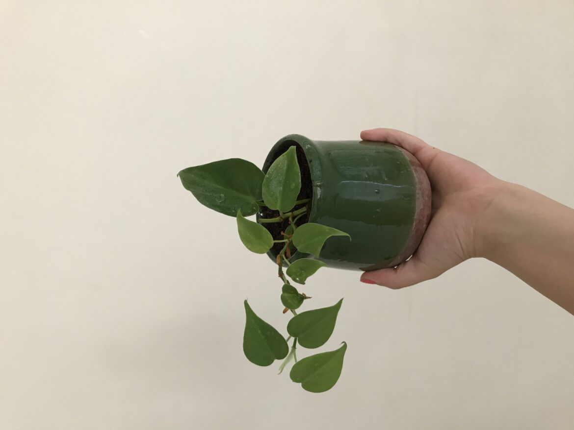 کم‌ترین تحریری از یک آرزو این است…